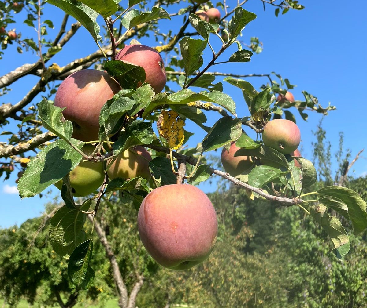 Seminare des Schwäbischen Streuobstparadies